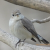 Taiga Flycatcher オジロビタキ（インドの鳥その132）