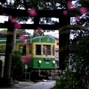 江ノ電　御霊神社の紅梅