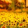 崎津町のひまわり畑　8月26日撮影分