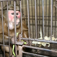 ベニガオザルのいる動物園は 飼育展示動物園とベニガオザル情報まとめ アリエスコム Ariescom ベニガオザルのいる動物園は 飼育展示動物園とベニガオザル情報まとめ アリエスコム Ariescom