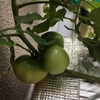 大玉トマトの脇芽の挿し木