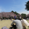 桜の下に笑む人々集まりて