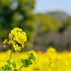 黄色のじゅうたん！浜離宮恩賜公園で菜の花を撮影してきました