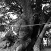 老松神社の大楠　福岡県糟屋郡篠栗町尾仲