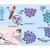 記事：iPS-NKTの今後の展開について。