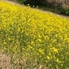 菜の花や両岸埋め川面にも