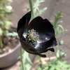 黒花ポピー・ブラックマジックの開花😆👍：種まき176日目／5ヶ月と24日目