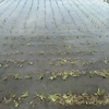 田植えが終わった田圃(たんぼ)を見て思うこと。