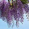 藤の花が見頃の遊園地・・・八木山ベニーランド
