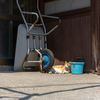 隣県東部離島のねこさん