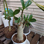 植物の寿命に思いを馳せて、成長に感謝。