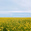 西寧から青海湖へ！7月-8月は一面の菜の花畑と湖の絶景が見られます