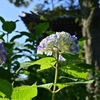 ❀白山神社に紫陽花を偵察に行ってきました😊