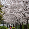 ミッドタウンの桜