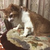 ねこ写真＃174