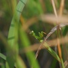 ウスバカマキリ(2021年9月)