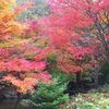 道後温泉と紅葉＜滑床渓谷の紅葉と世界一のピザ＞