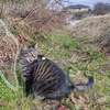 (=^・^=)が食べたら毒な草　チョット調べてみた