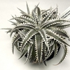 Dyckia ‘Hotaka’ （ディッキア ‘ホタカ’）BBY 流の育て方 ＆ 生育記録 Vol. 2