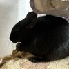 くろごまあん二世 170日目