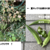 庭で夏野菜 88　【オクラ、ピーマン】