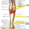 アキレス腱付着部症