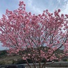 陽光桜