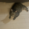 猫、なつかせ作戦、写真を撮らせてくれるようになった