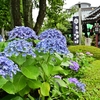 ✿紫陽花が満開の白山神社