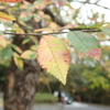 あいかわ公園の紅葉　その２