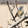 鳥を探すスタイルの話　