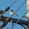 オナガが電線に