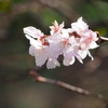 十月桜「大乗寺丘陵公園」