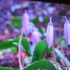  代表的 万葉の花「かたかご」～とくとご覧あれ～