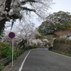 🌸桜便り🌸北九州市八幡東区皿倉山ケーブルカー麓駅＆登山口