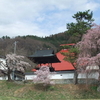 埴原城　桜間もなく満開です。大島桜も咲いています。（過去の日記記事）