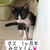 28日の譲渡会のお知らせ🐾とその他もろもろ…。