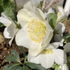 白花が美しい冬の女王！ クリスマスローズ・ニゲル「ジョエル」開花記録