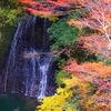 例の鴨川の滝、紅葉したようです