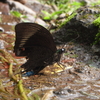 カラスアゲハの一種の吸水（ジャワ島）　2009年