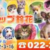 人気の子猫が限定価格で販売中！　ペットショップ宮城　仙台市/松島町/利府町