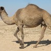 ヒトコブラクダの砂漠対策：web動物図鑑