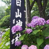 白山神社の紫陽花～文京あじさいまつりを前に～