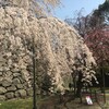 福岡の桜満開の報