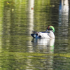 公園のヨシガモ