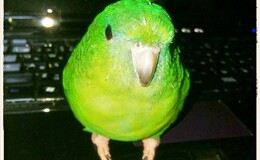記事を見る