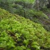 霧雨の五湖