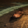 【生き物】浜松市動物園に行ってきました Vol.2 〜夜の部〜