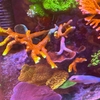 バブルガム白化