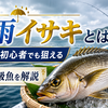 梅雨イサキとは？船釣り初心者でも狙える旬の高級魚を解説